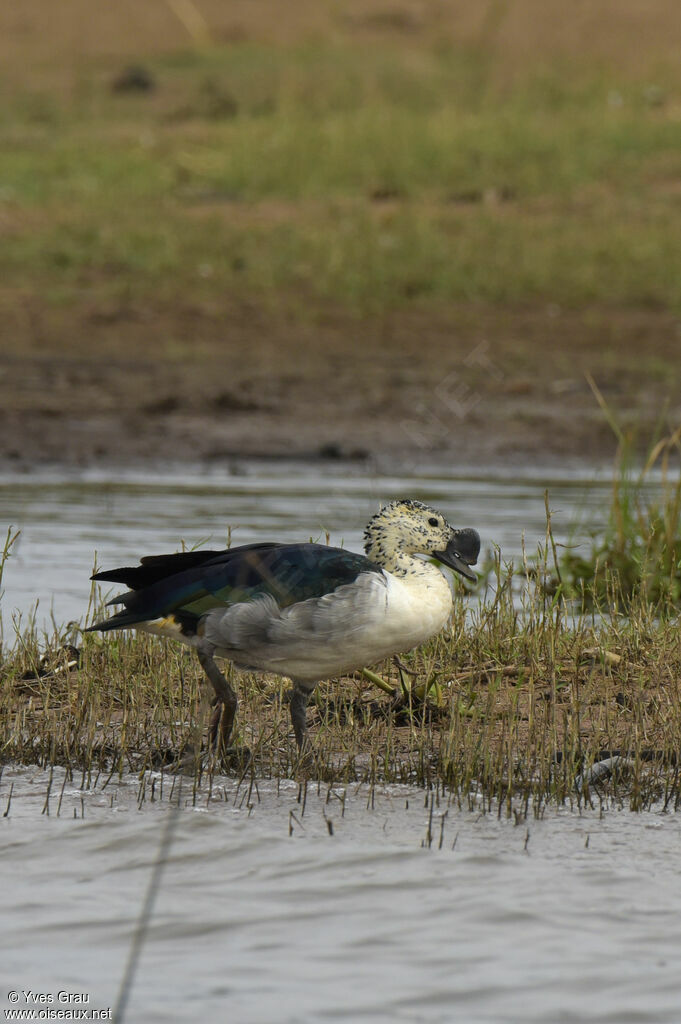 Canard à bosse