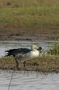 Knob-billed Duck