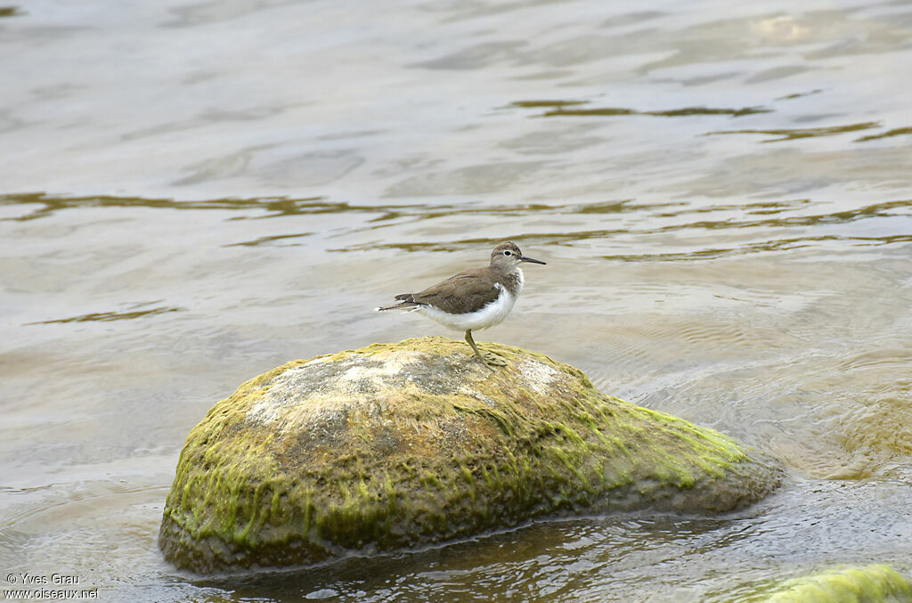 Common Sandpiper