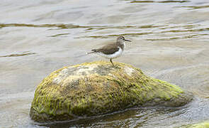 Common Sandpiper