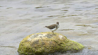 Common Sandpiper