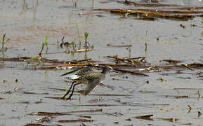 Wood Sandpiper