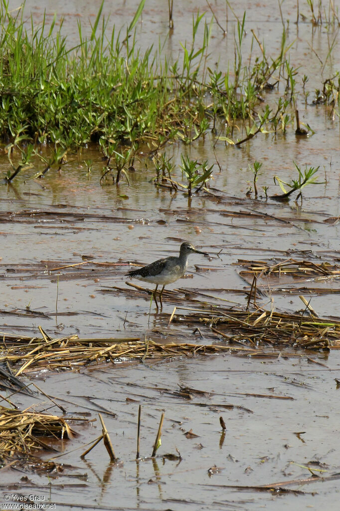 Wood Sandpiper