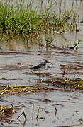 Wood Sandpiper