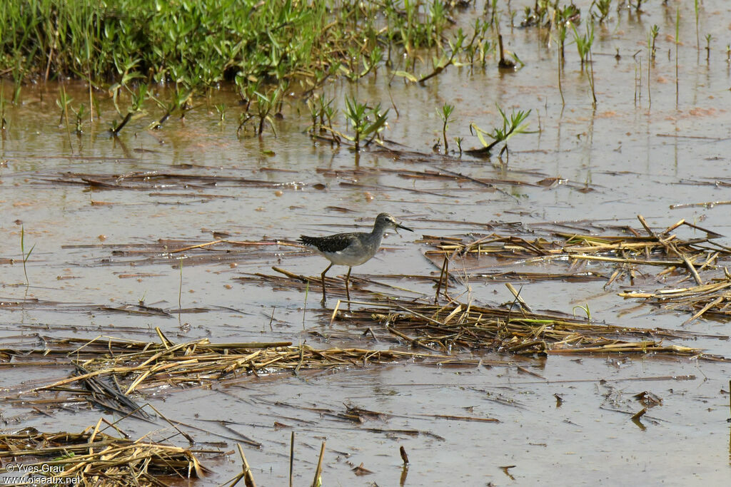 Wood Sandpiper