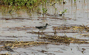 Wood Sandpiper