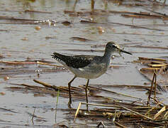 Wood Sandpiper