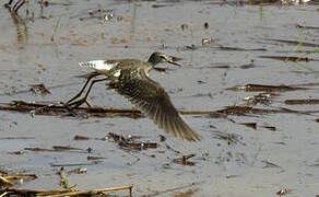 Wood Sandpiper