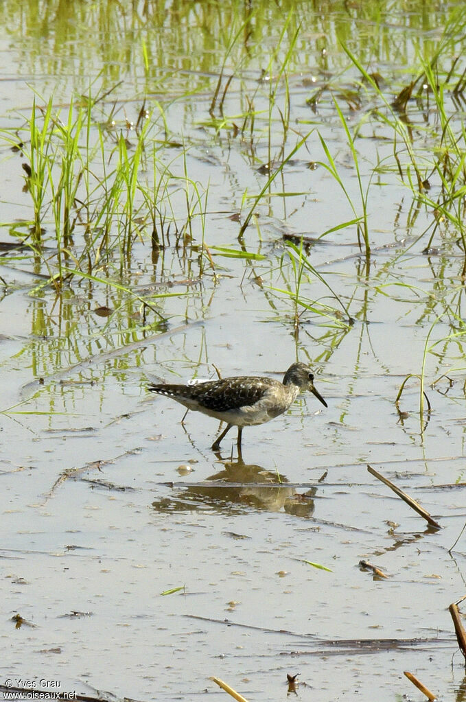 Wood Sandpiper