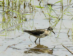 Wood Sandpiper