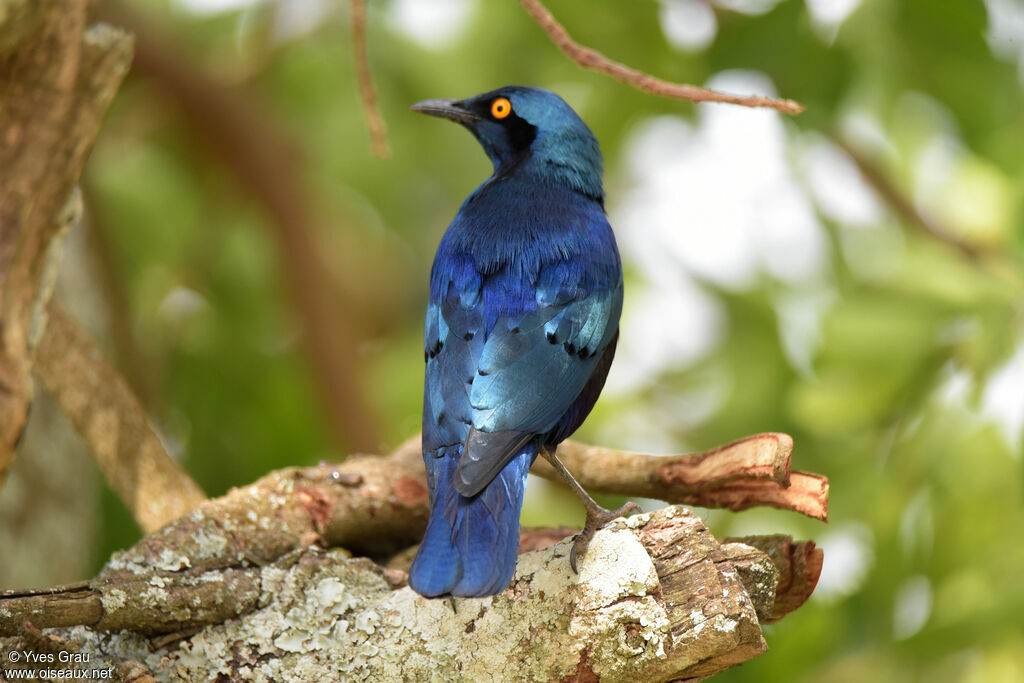 Choucador à oreillons bleus