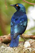 Greater Blue-eared Starling