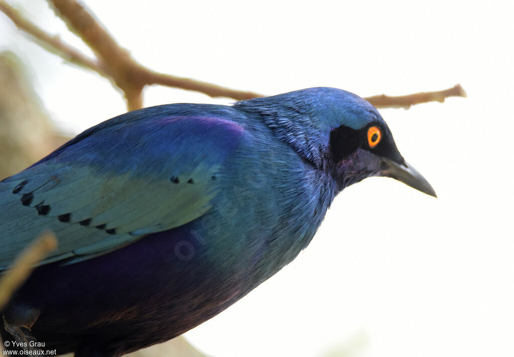 Greater Blue-eared Starling