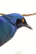 Greater Blue-eared Starling