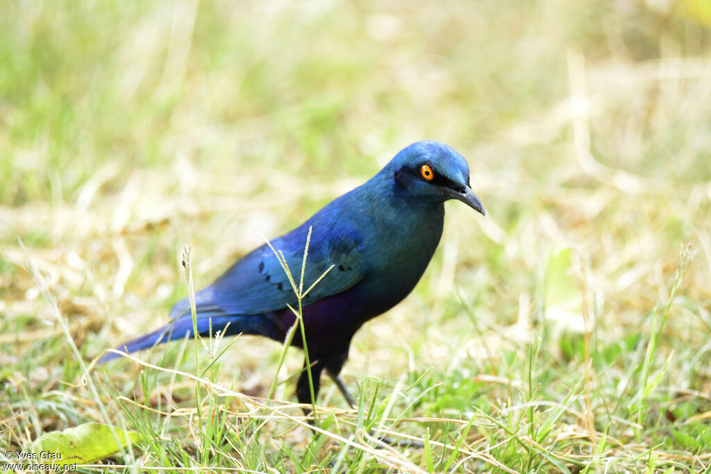 Greater Blue-eared Starling