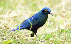 Greater Blue-eared Starling