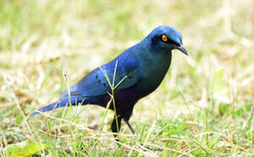 Choucador à oreillons bleus