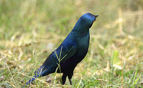 Choucador à oreillons bleus