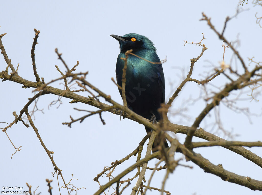 Choucador à oreillons bleus