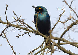 Greater Blue-eared Starling