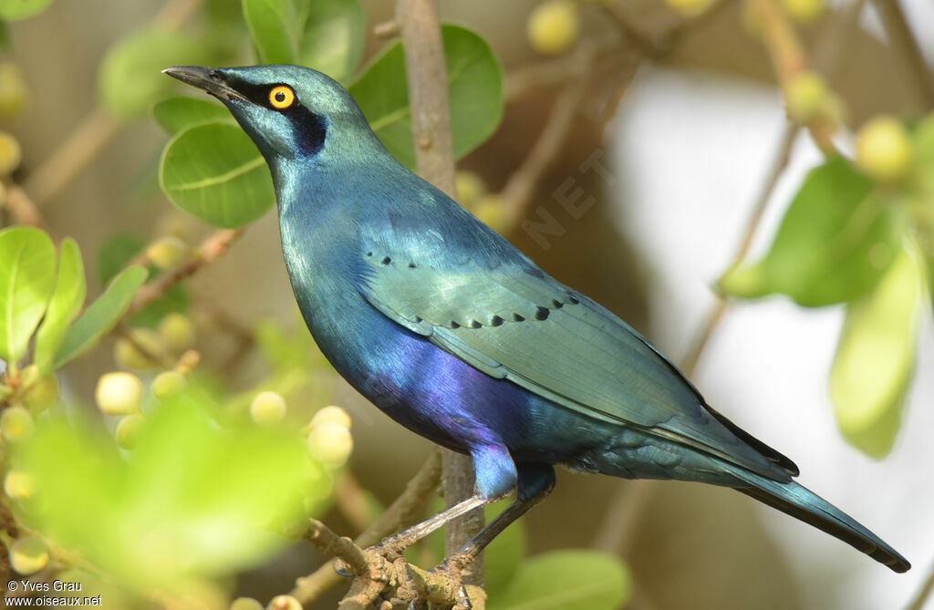 Greater Blue-eared Starling