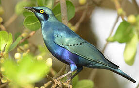 Greater Blue-eared Starling