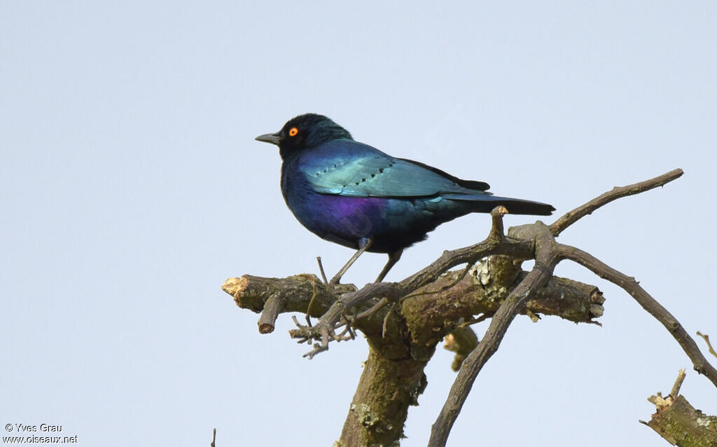 Choucador à oreillons bleus