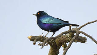 Greater Blue-eared Starling