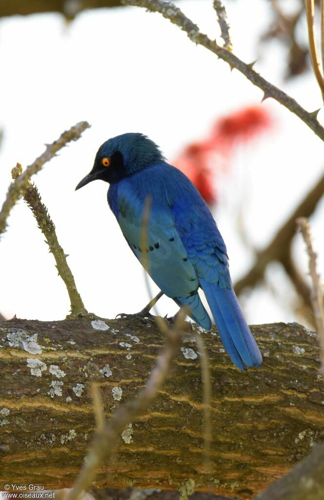 Choucador à oreillons bleus