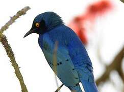 Greater Blue-eared Starling