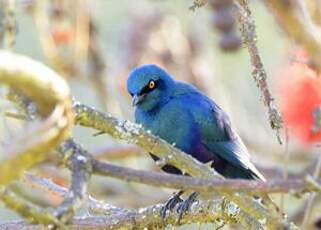 Choucador à oreillons bleus