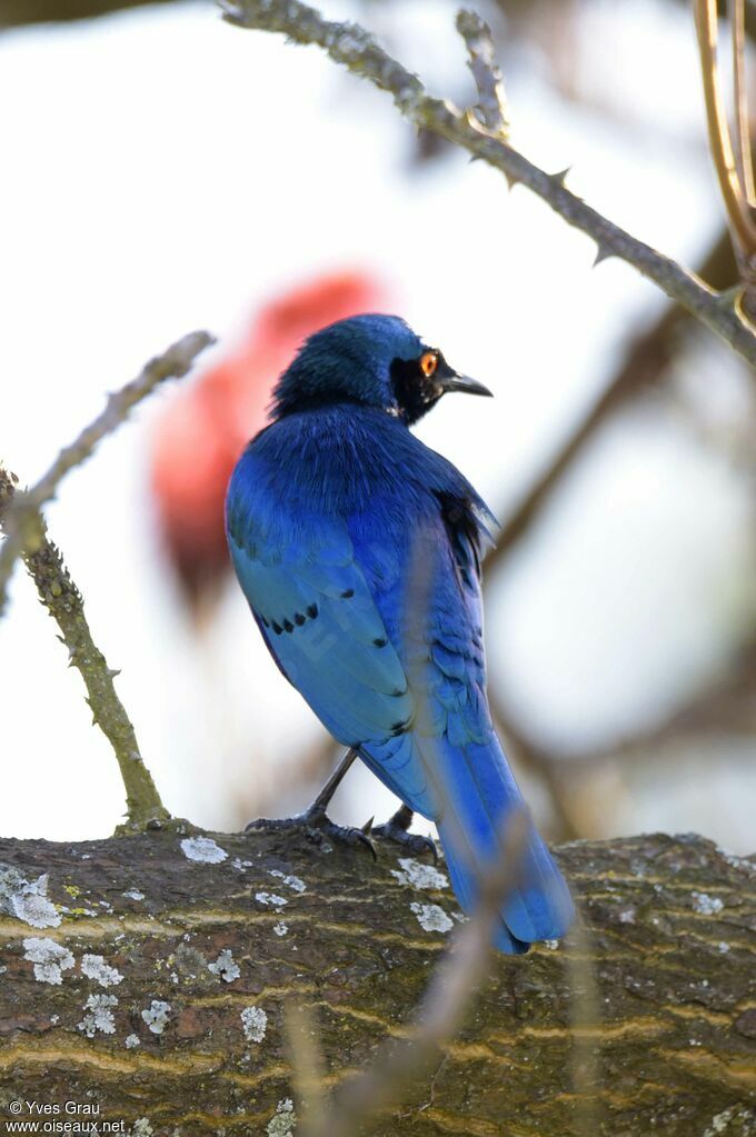 Choucador à oreillons bleus