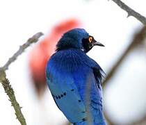 Greater Blue-eared Starling