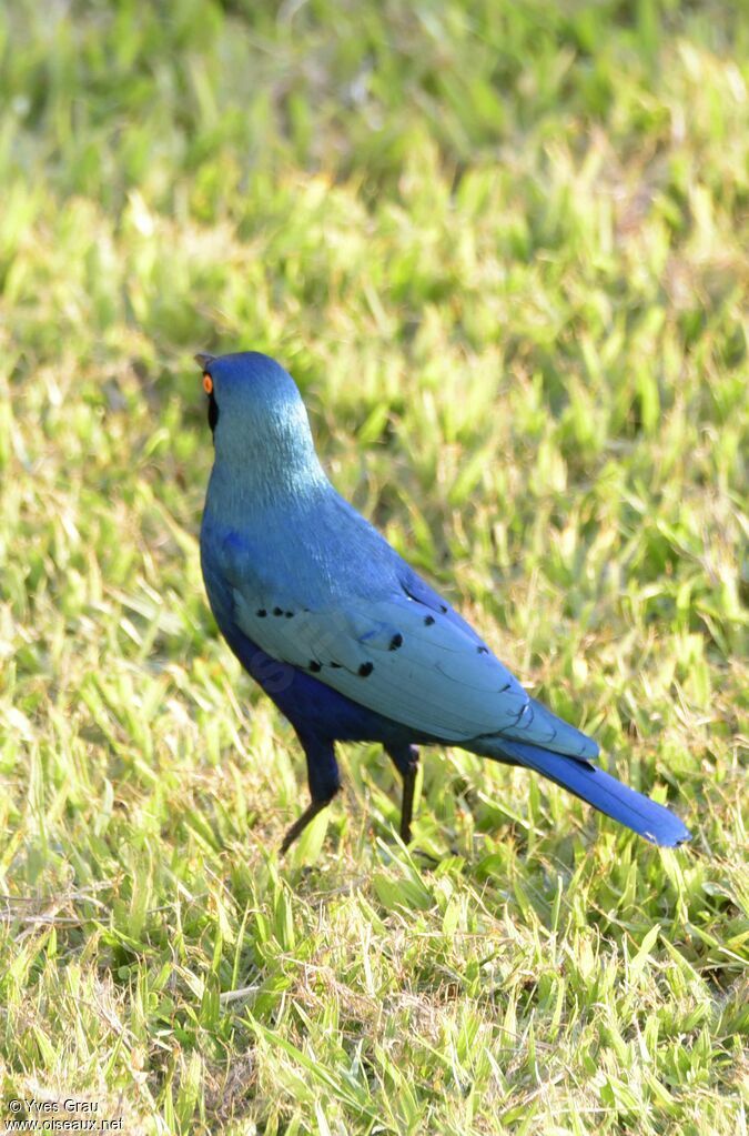 Choucador à oreillons bleus