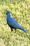 Greater Blue-eared Starling