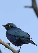 Greater Blue-eared Starling