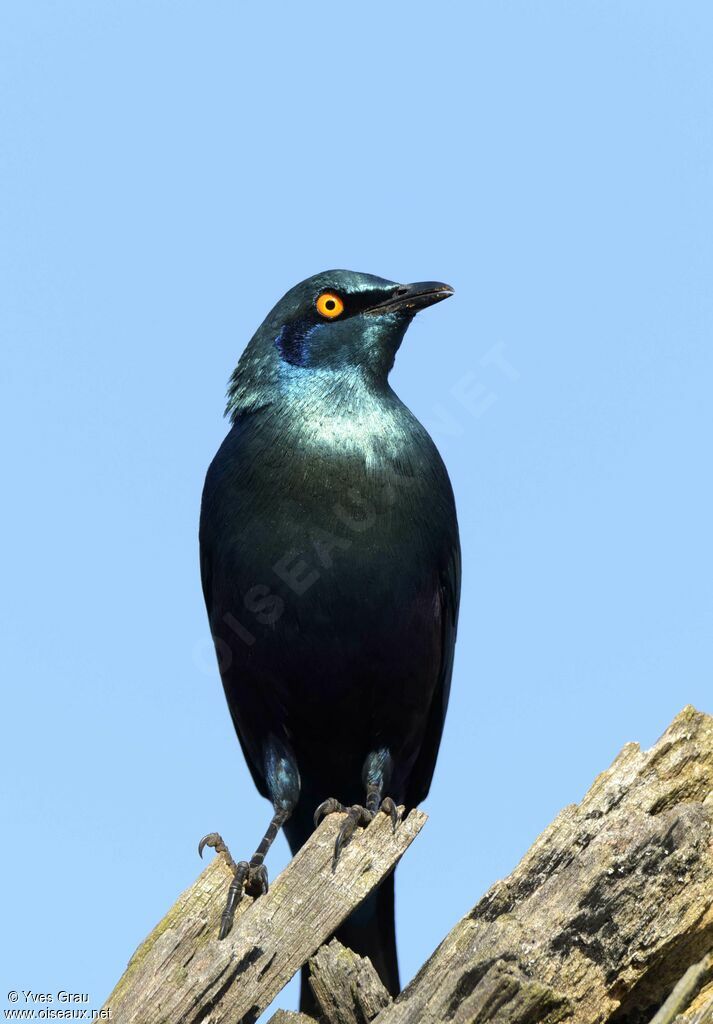 Greater Blue-eared Starling