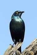 Greater Blue-eared Starling