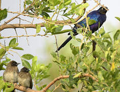 Rüppell's Starling