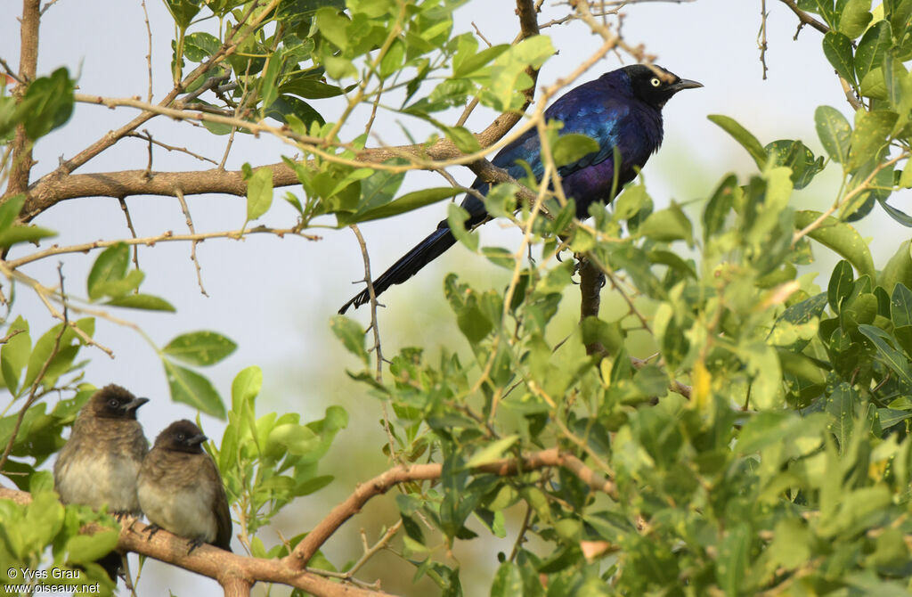 Rüppell's Starling