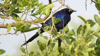 Rüppell's Starling