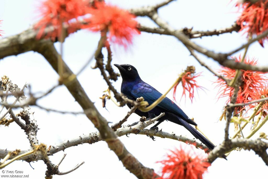 Rüppell's Starling