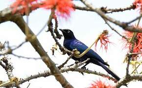 Rüppell's Starling