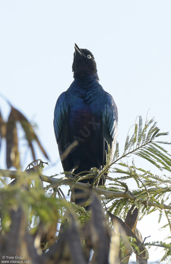 Rüppell's Starling