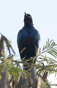 Rüppell's Starling