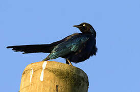 Rüppell's Starling