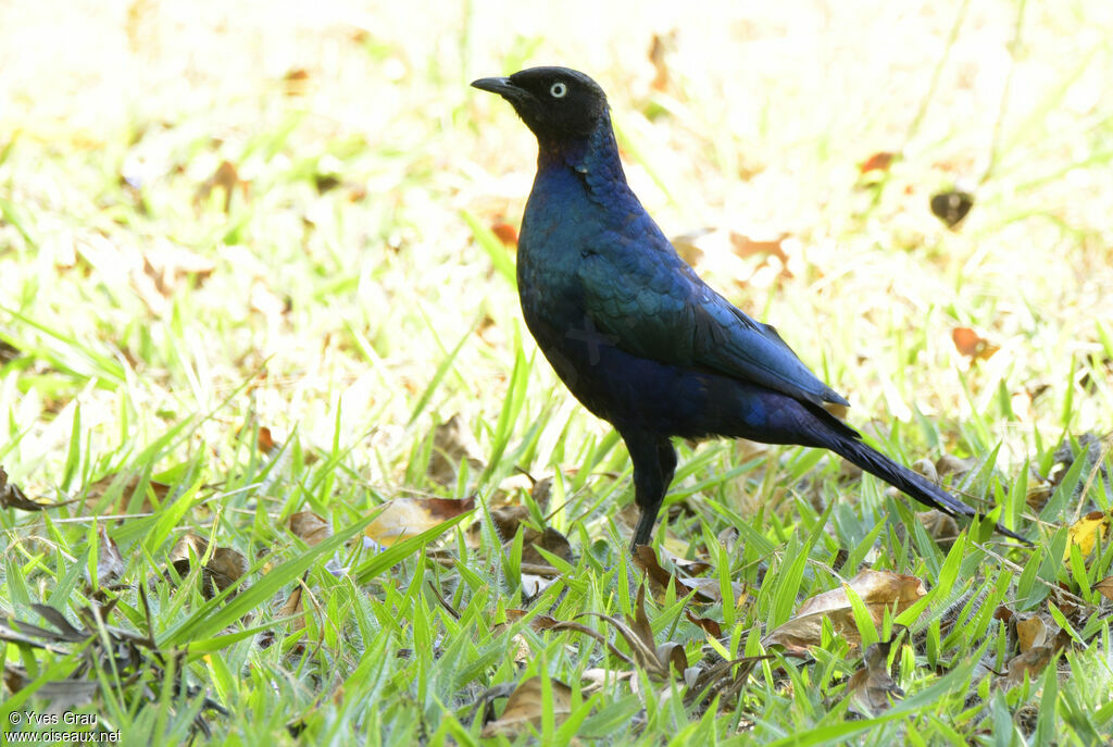 Rüppell's Starling