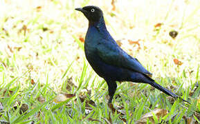 Rüppell's Starling