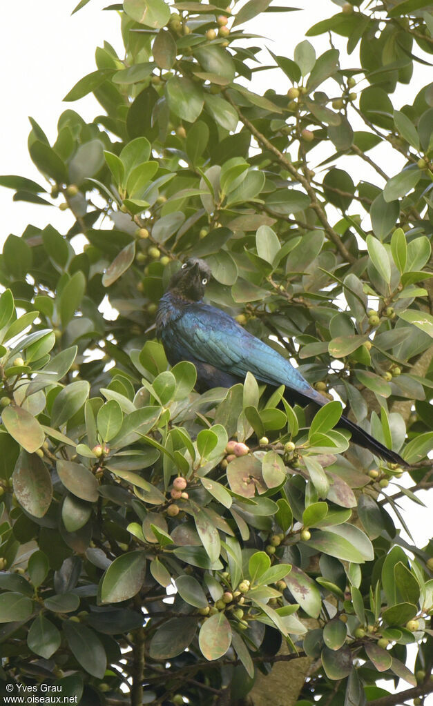 Rüppell's Starling