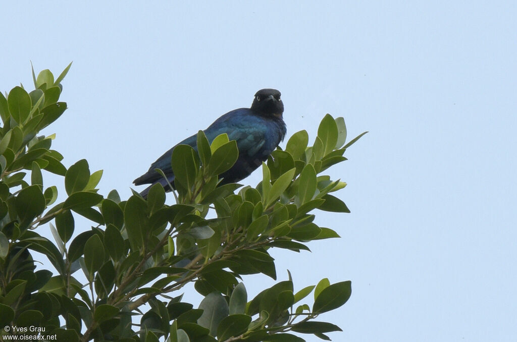 Rüppell's Starling